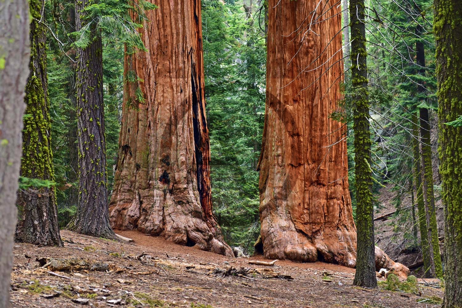 <i>Redwood National Park, Oregon (USA)<i>