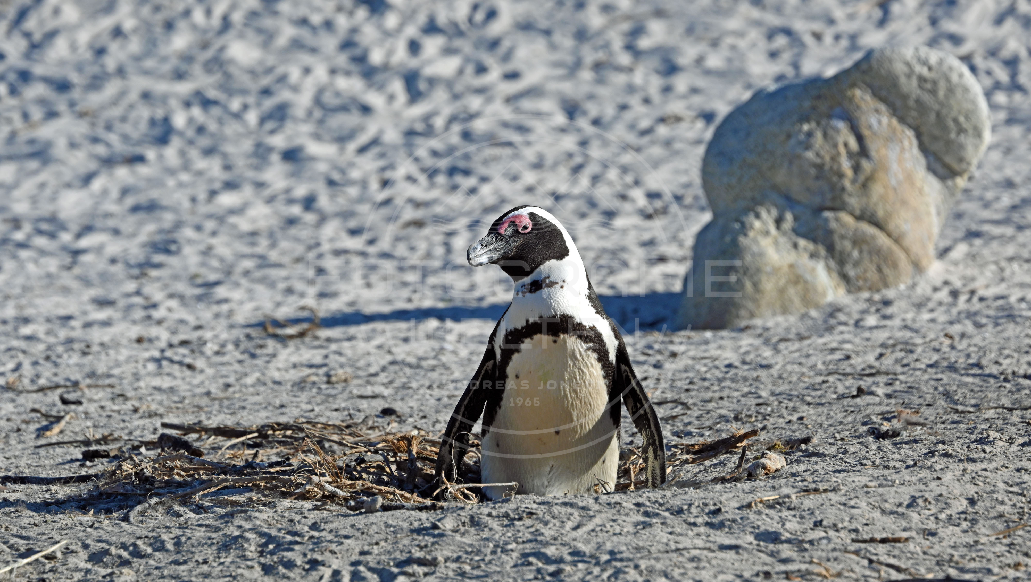 <i>Boulders Beach (South Africa)<i>