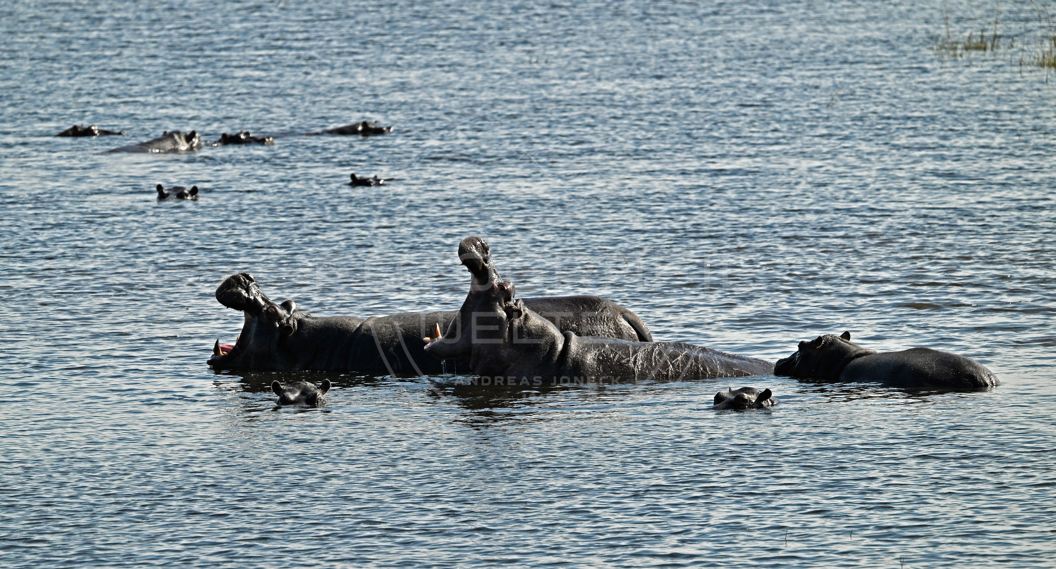 <i>Chobe National Park (Botswana)<i>