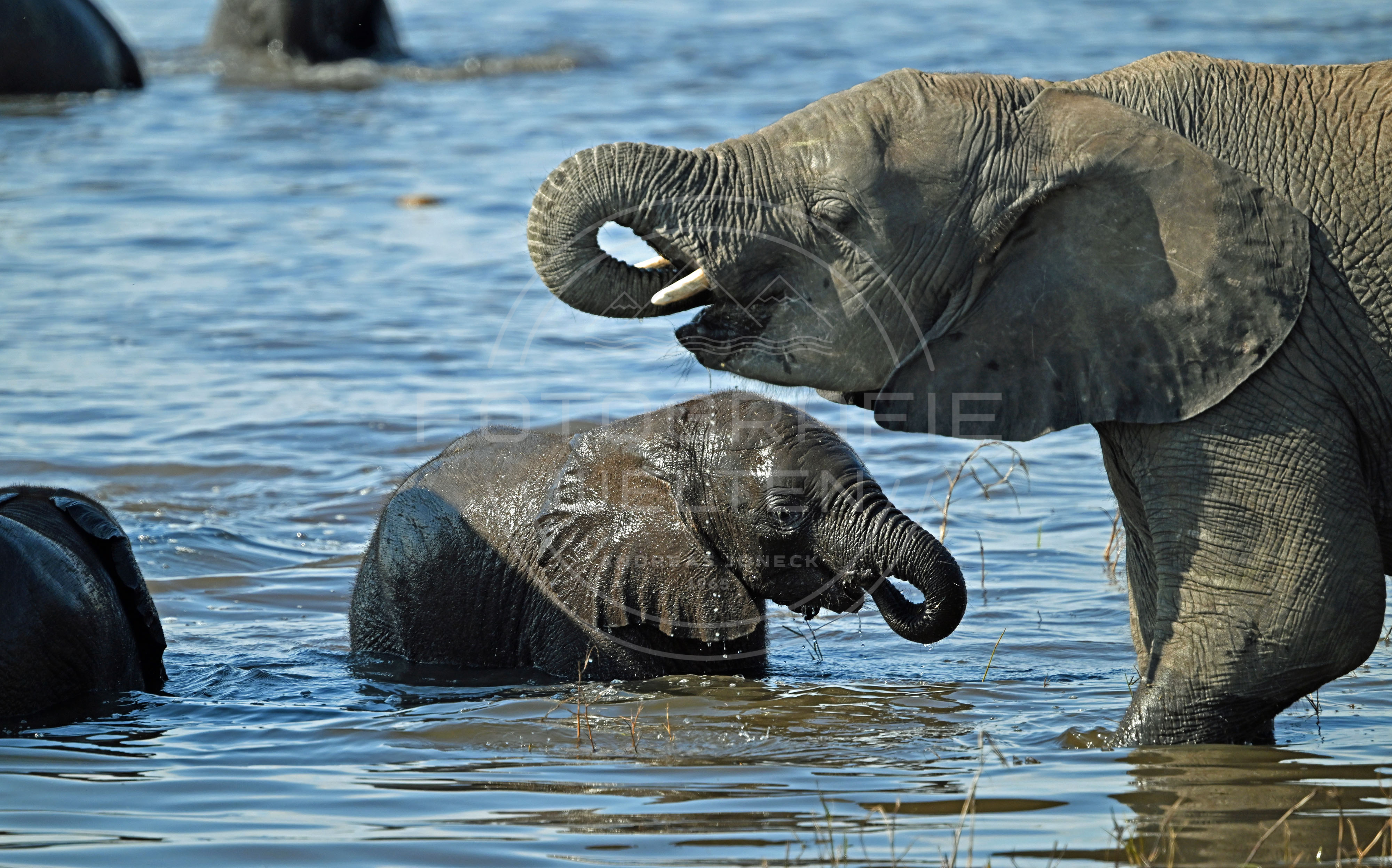<i>Chobe National Park (Botswana)<i>