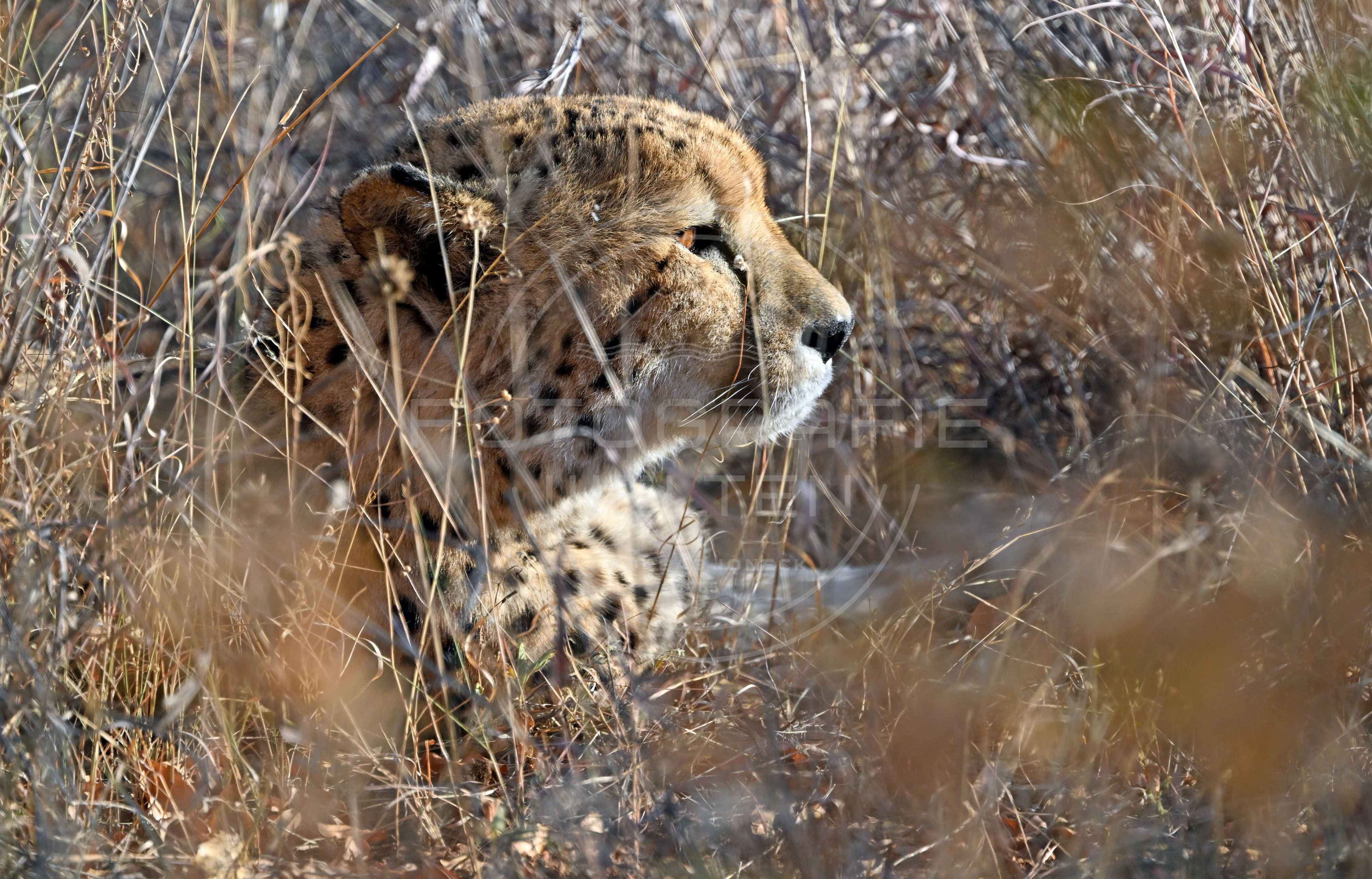 <i>Karongwe Game Reserve (South Africa)<i>
