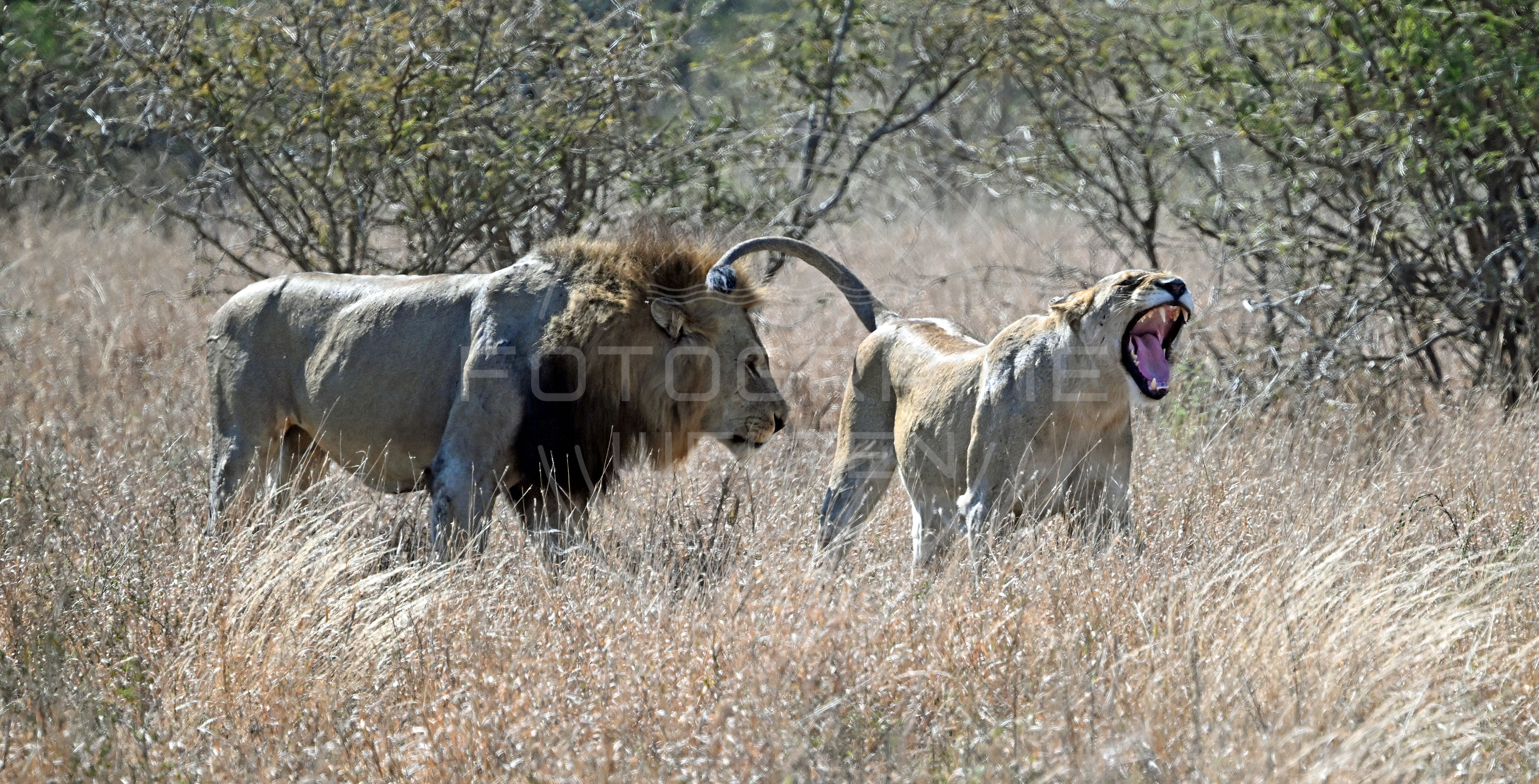 <i>Kruger National Park (South Africa)<i>