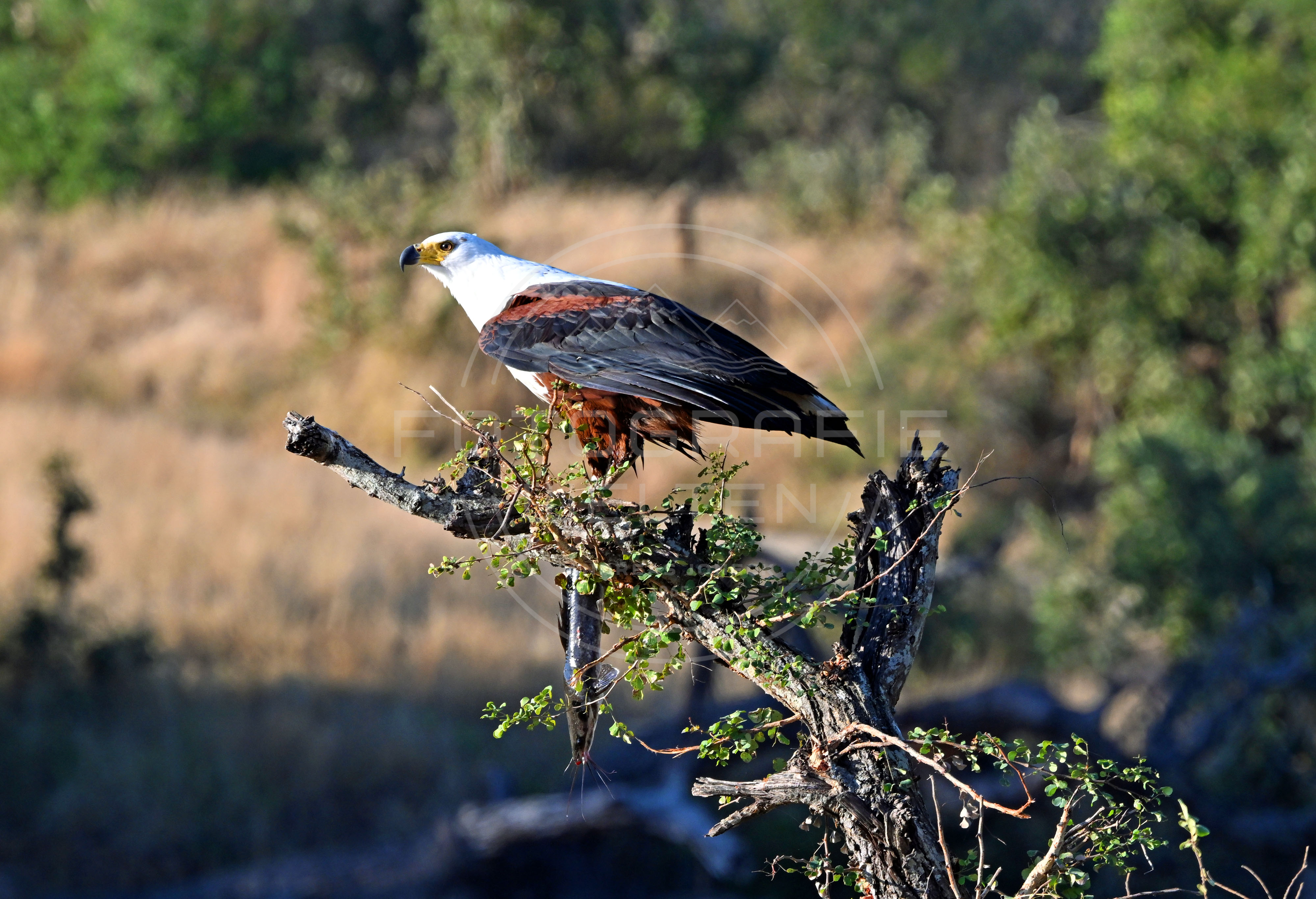 <i>Kruger National Park (South Africa)<i>