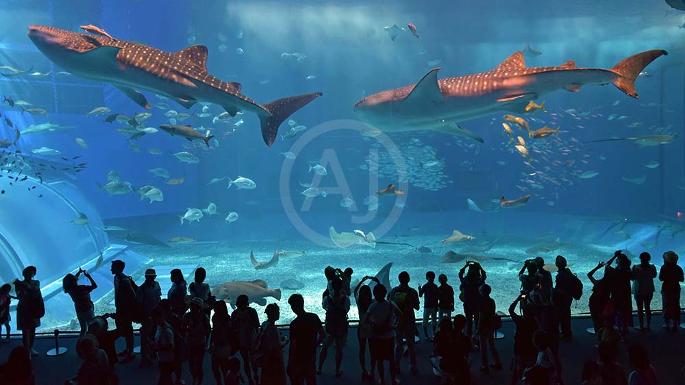 <i>Churaumi Aquarium, Okinawa (Japan)<i>