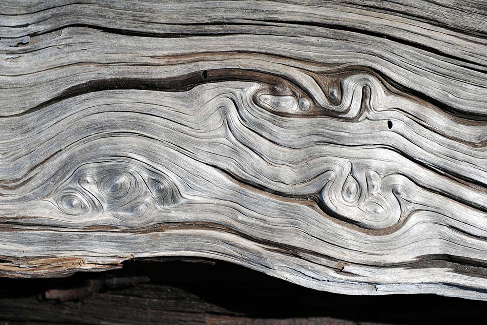 <i>Redwood National Park, Oregon (USA)<i>